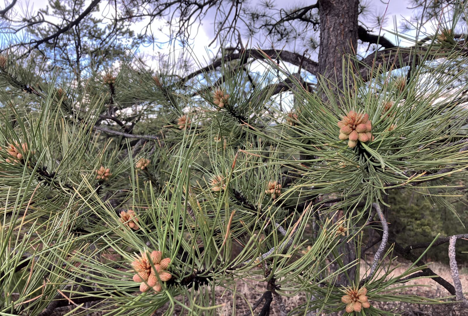 Ponderosa pine tree in the Santa Fe National Forest