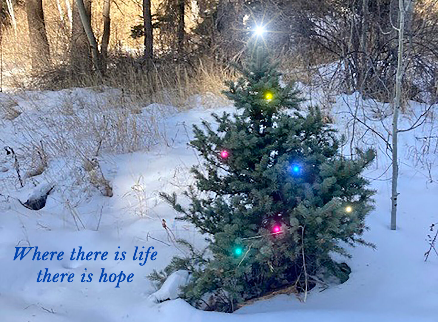 Christmas tree hope