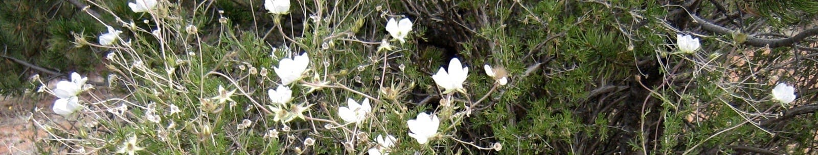 white-flower-strip-2-1-1-2.jpg